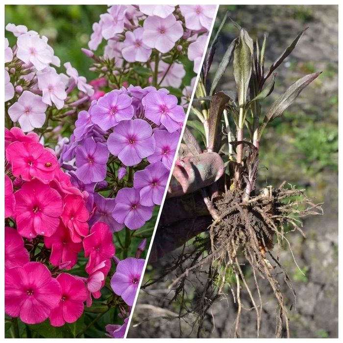 Флоксы, делёнки, рассада