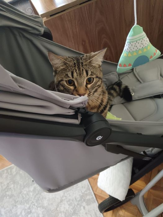 Кошка кошка кошка