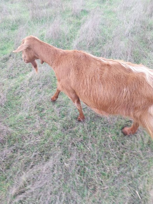 Млади млечни заплодени кози