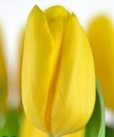 Тюльпаны оптом на 8марта