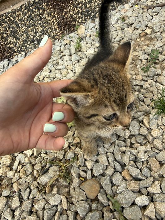 Подаряват се котета