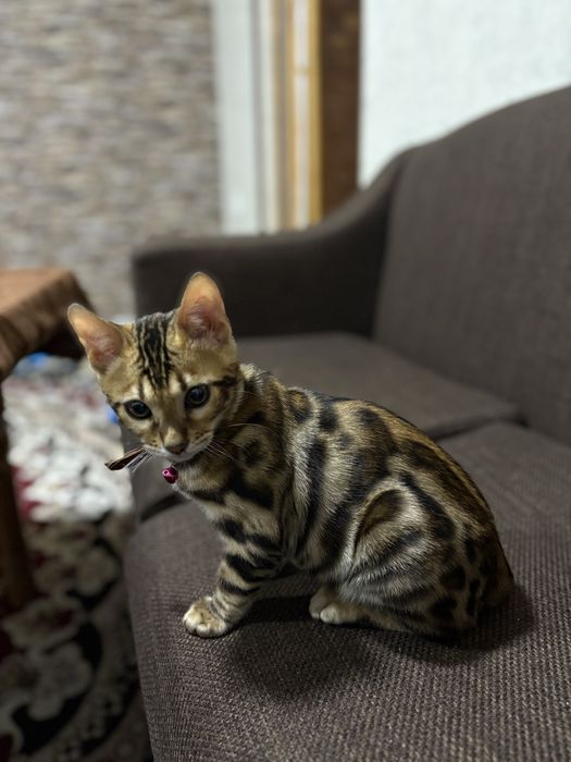Срочно продается Бенгальская кошка