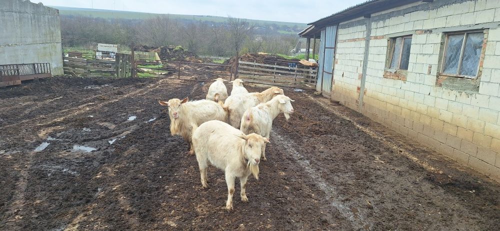 Продавам 6 пръча и една коза за клане варненско