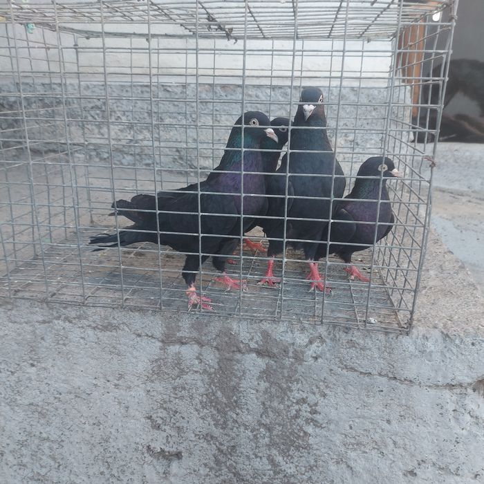 Жук Иран 3 самец 1 самка