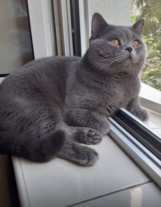 British Shorthair de vânzare – 5 ghemotoace de fericire caută personal!