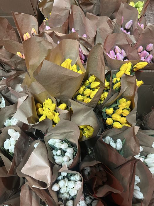 Тюльпаны опт 50-60см