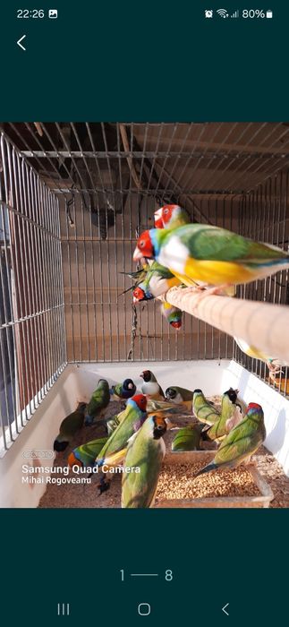 Guld amandine Cumpana