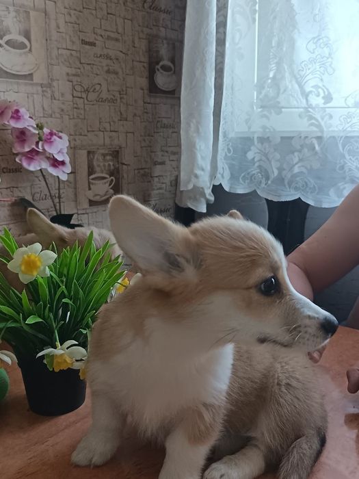 Щенки вельш КОРГИ пемброк