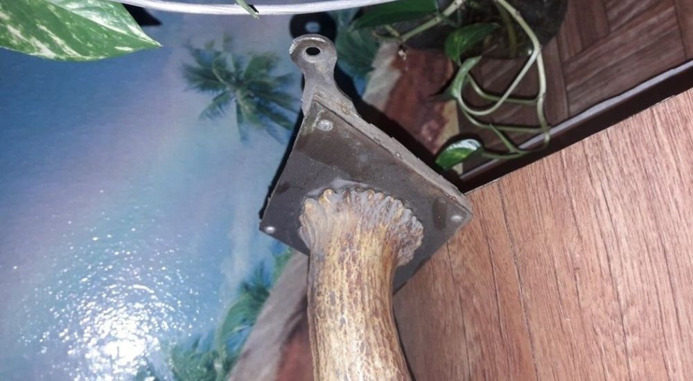 Рога сувенирные рога