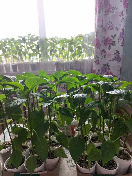 Рассада перца  1 корень  300 тенге