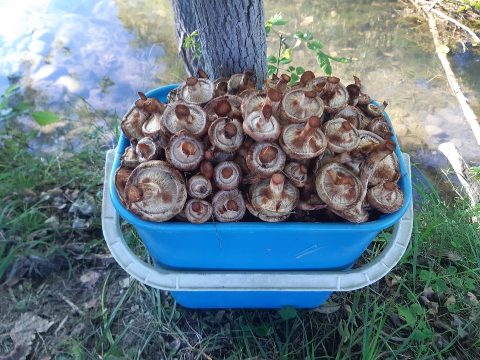 Продам грибы грузди 1500