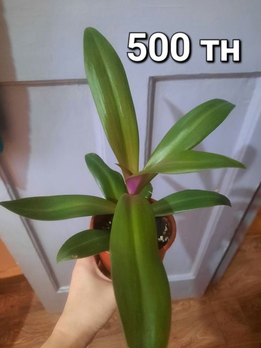 Продам комнатные цветы