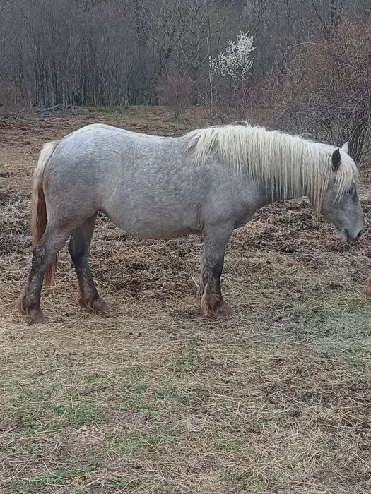Vând sau schimb mânz și mânza
