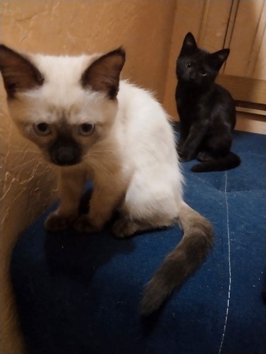 Девочка 2,5 месяцев