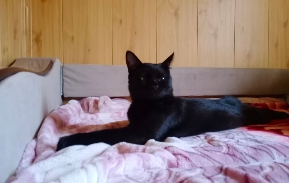 ПРОПАЛ КОТ в районе Кольди - Мерея