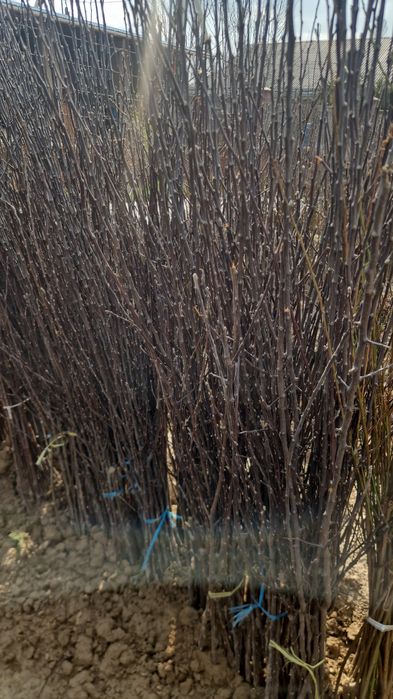 Саженцы ассортимент