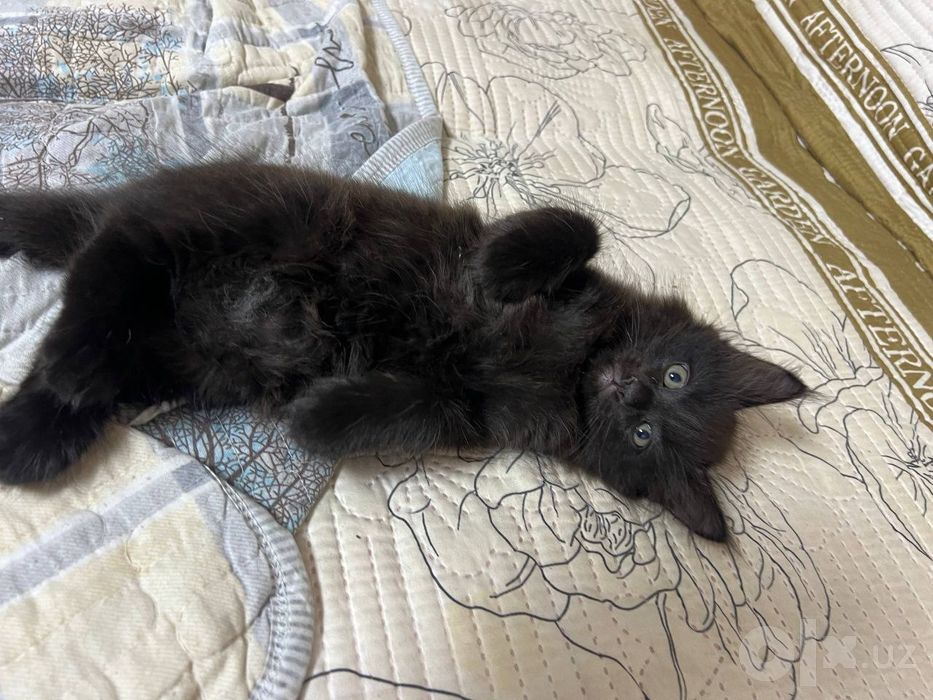 Срочно отдам даром котят