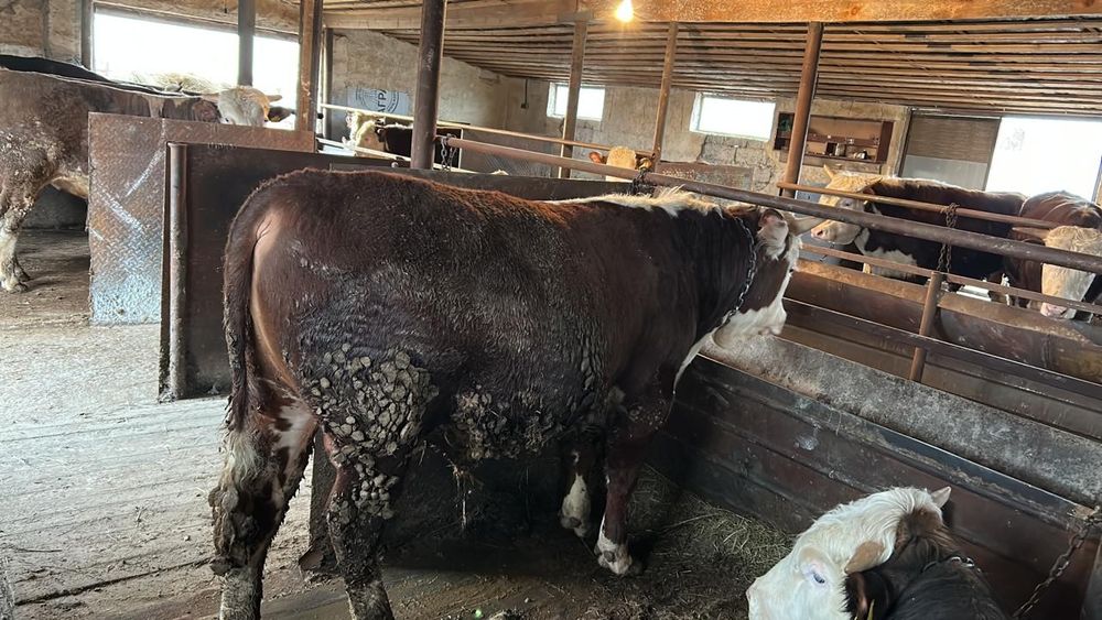 Продам бычков откорма