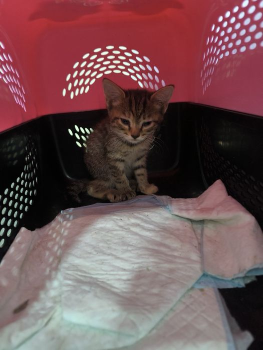 Отдам котят в добрые руки