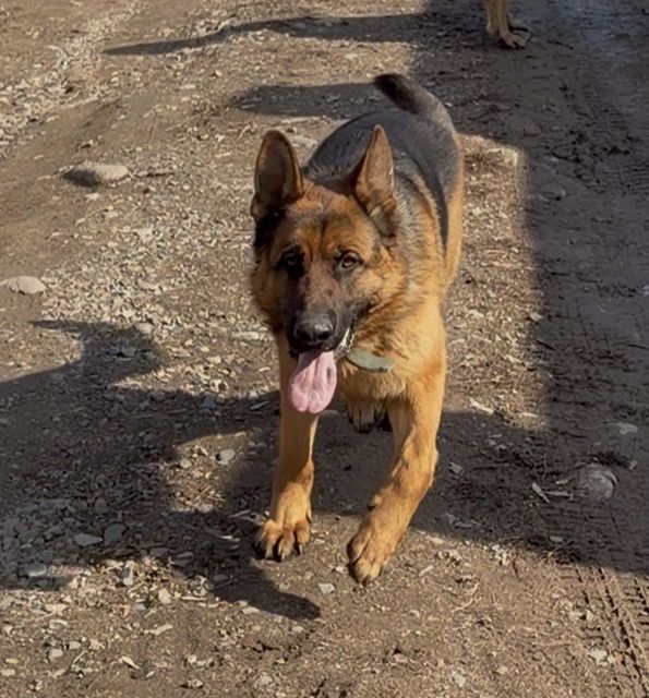 Потерялась собака овчарка