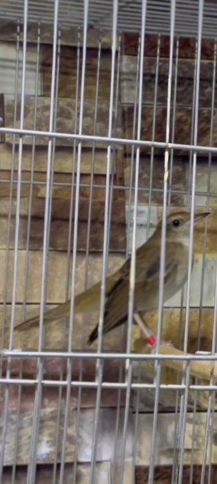 Булбул солавей хофиз булбулли сотилади доставка тошкент буйича