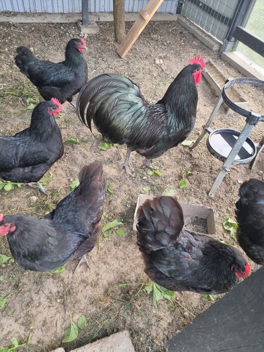 Vand gaini rasa Australorp varsta 1 an