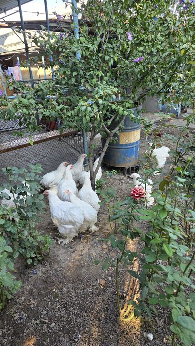 Продам курей кохенхин