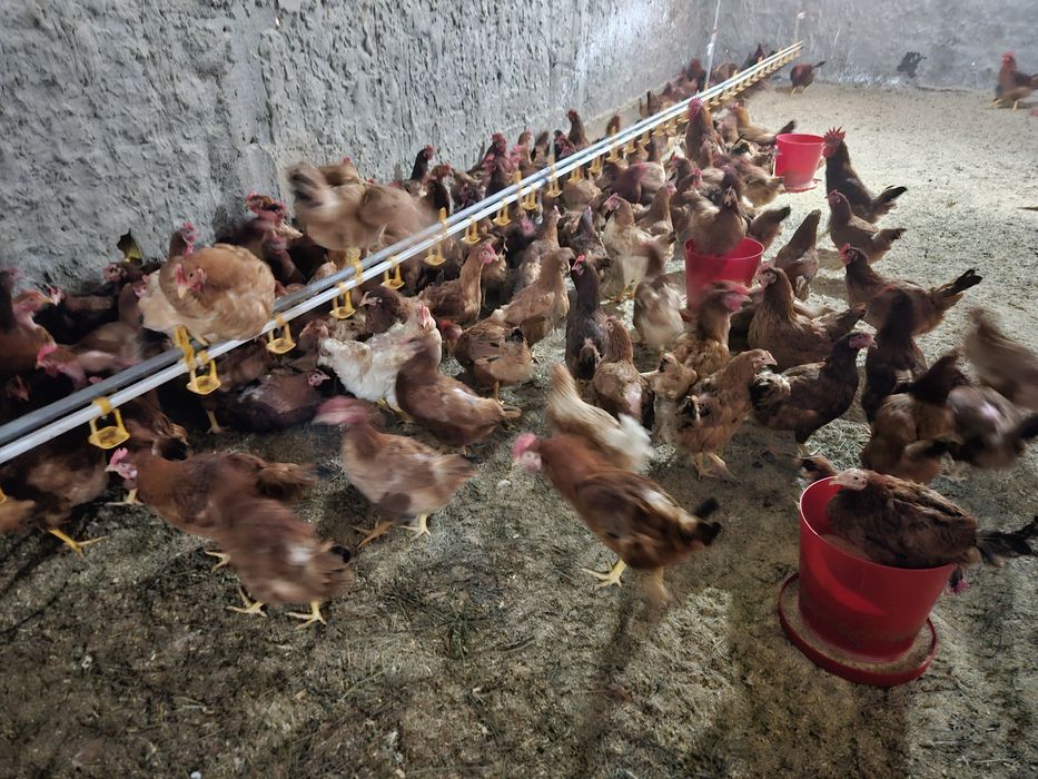 Vand puicute și cocosi rasa hubard semi grea ,au anceput ouatul,