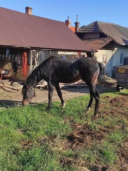 Armasar negru, de 4 ani și 7 luni își caută stapan