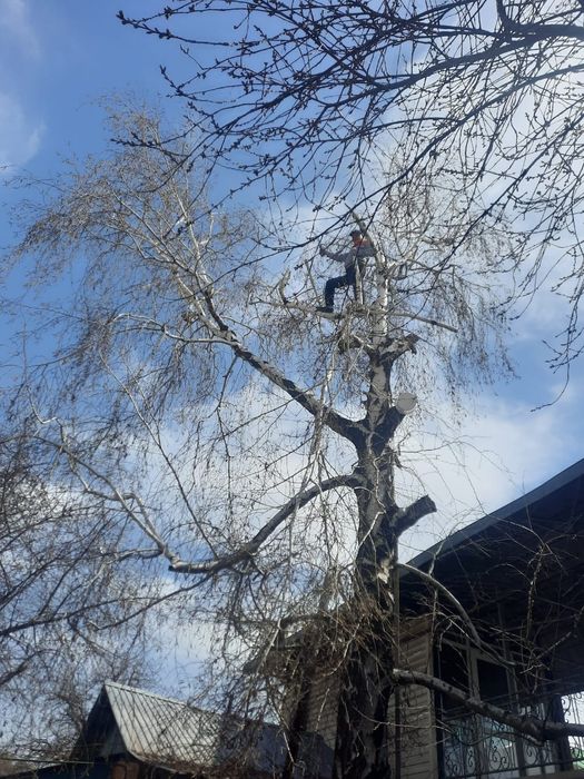 Спил деревьев, обрезка плодовых, санобрезка