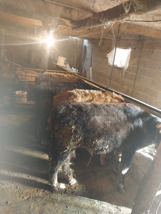 Продаю бычков 7 месецяв