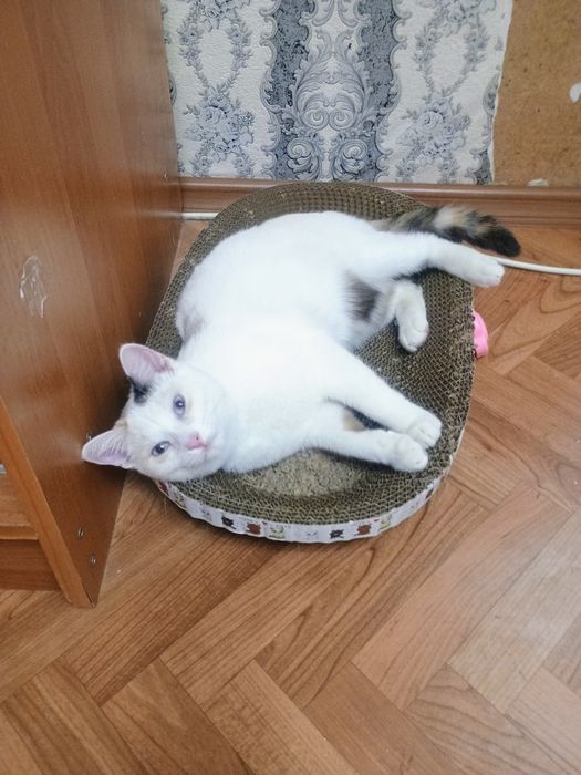 Отдам в добрые руки кошечку