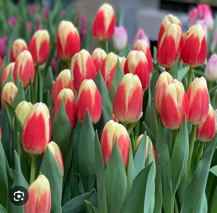 Цветы  тюльпаны  оптом  и  в розницу