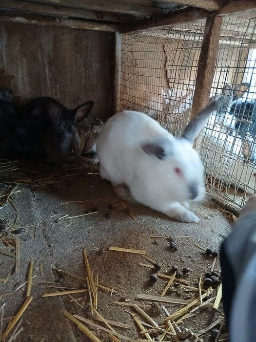 Кролики:Фландр, Калифорния,Французский гибрид баран.