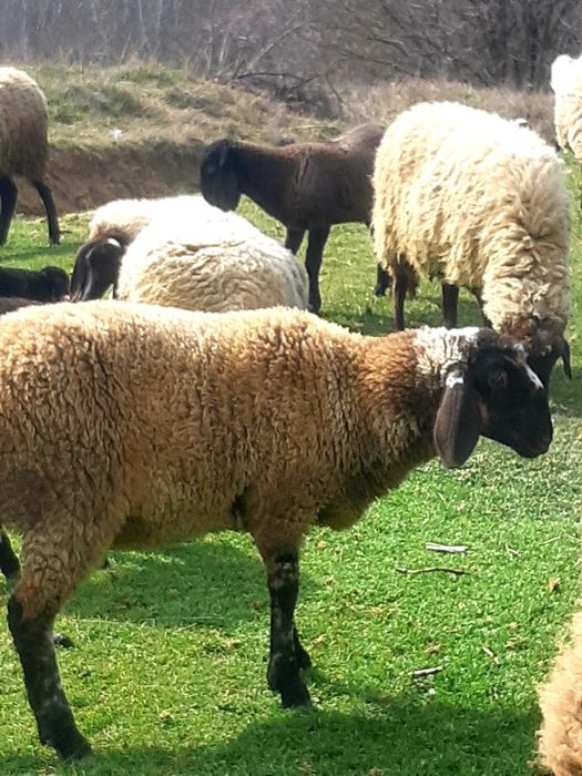 Miei de vanzare pentru mai multe detalii la telefon la telefon