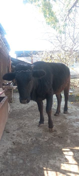 Yaxshi gunajin ishtaxasi daxshat