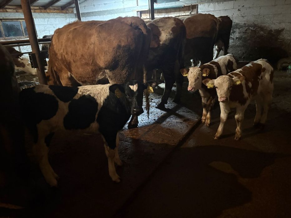 De vânzare 1 vitel holstein