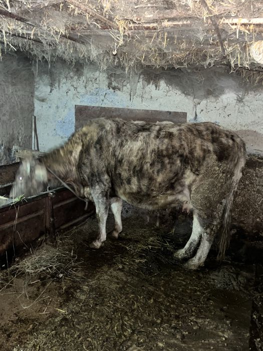 Семиз сиыр сатылады