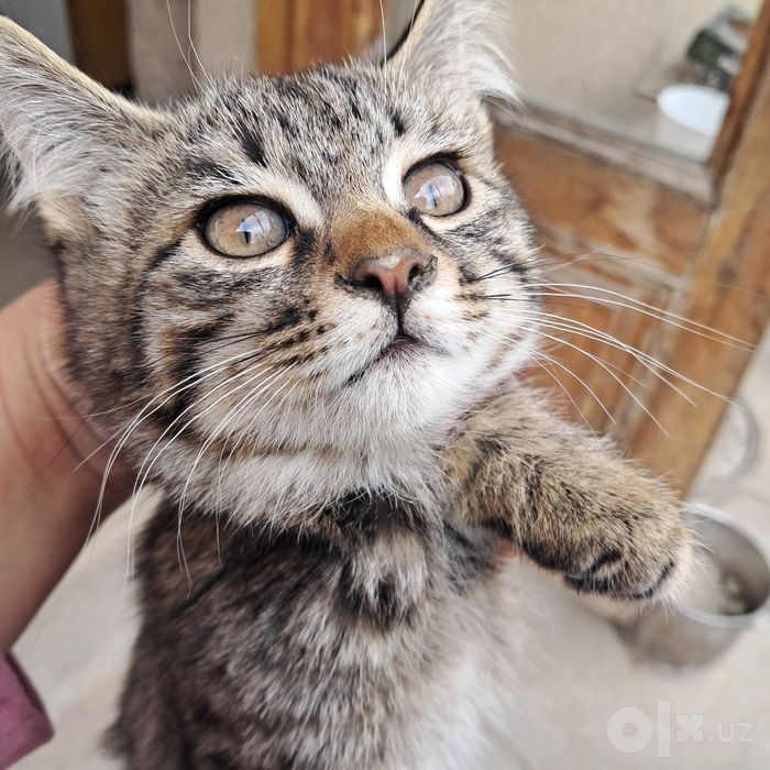 Котята отдается в добрые руки