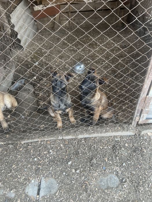 Кушктер сатылады