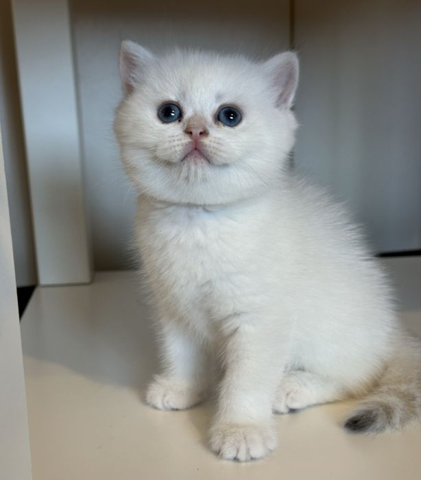 Fetiță superba british shorthair golden point! Felisa autorizata