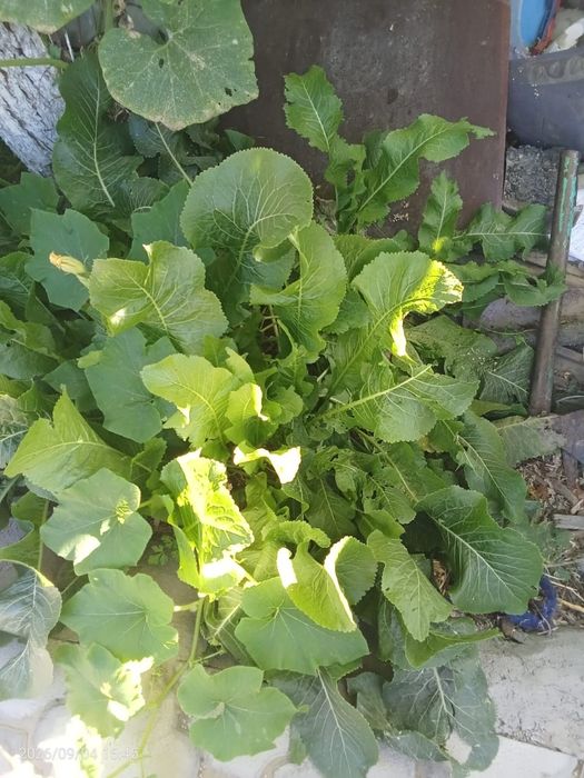 Продам кабачков и хрен