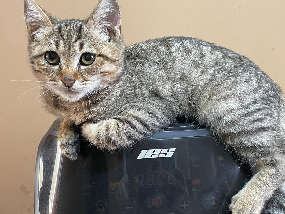 Пропал котик  мальчик