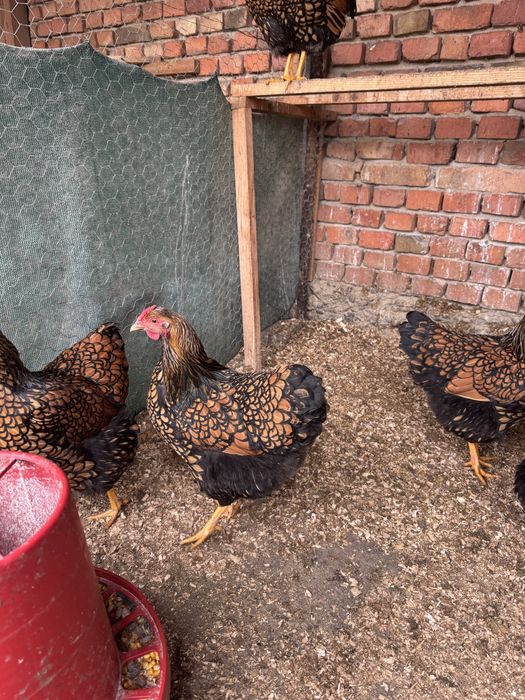 Oua pentru incubat wyandotte gsg ,splash,rosu albastru