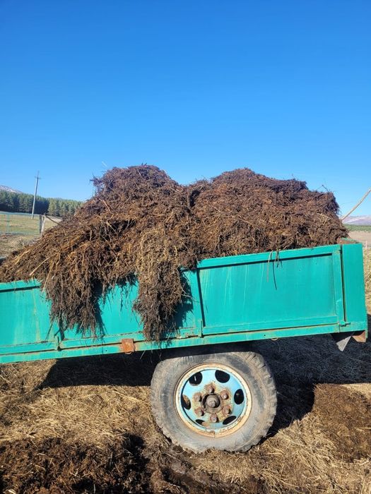 Продам Навоз сочный