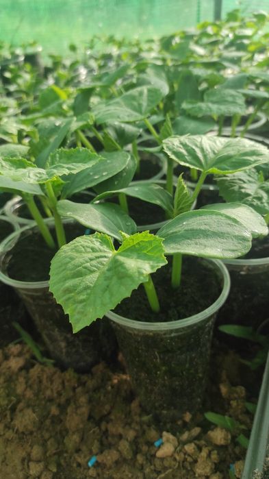 Предлагам разсад краставици, тиквички, пъпеши, дини