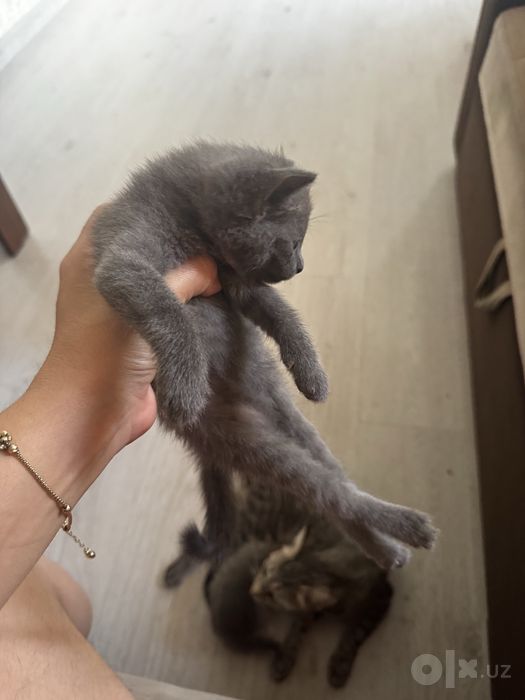 Отдам котят в добрые и заботливые руки