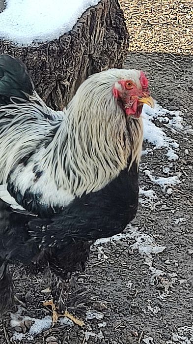 Продаю петушка брама темная