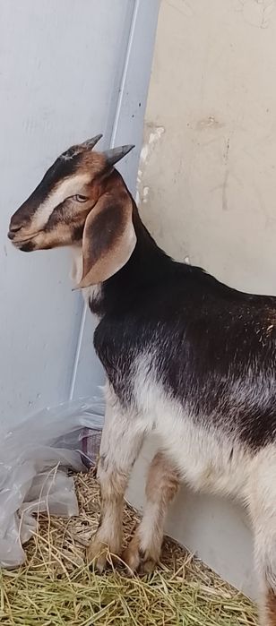 Продам козлят двух.