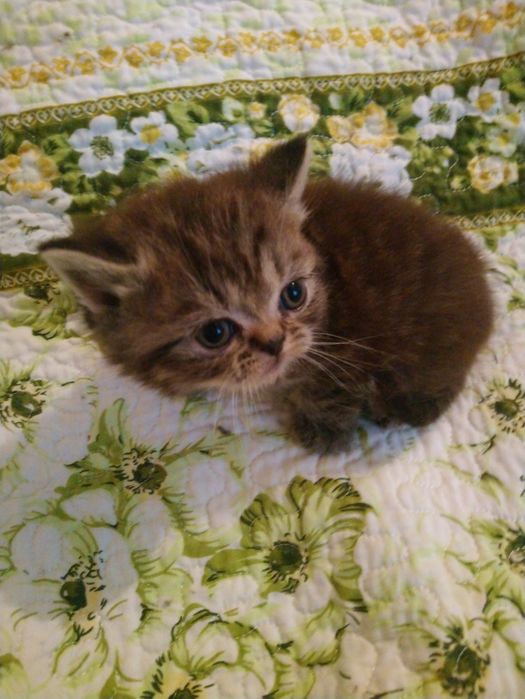 Продам котёнка экзот